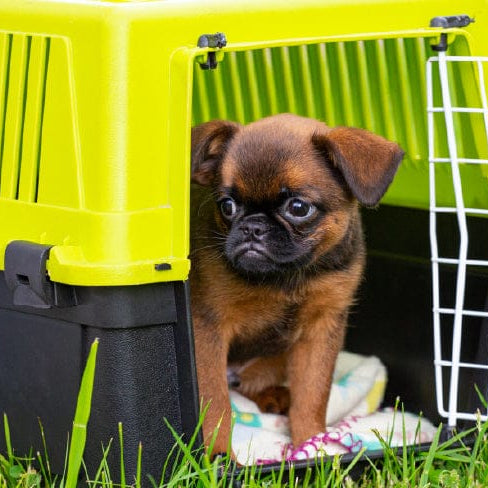 Comfy and Convenient Pet Carriers and Crates