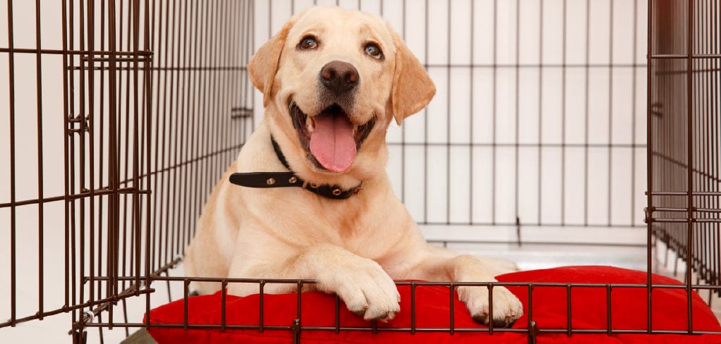 The 6 Best Dog Kennels Of 2022