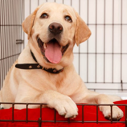 The 6 Best Dog Kennels Of 2022