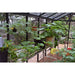 Exaco || Exaco Royal Victorian Greenhouse VI34