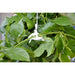 Canopia by Palram || Trellising Kit Pro for Palram - Canopia and Rion Greenhouses